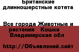Британские длинношерстные котята - Все города Животные и растения » Кошки   . Владимирская обл.